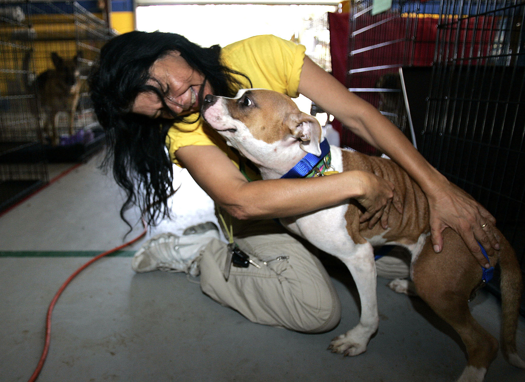 Rescue dog